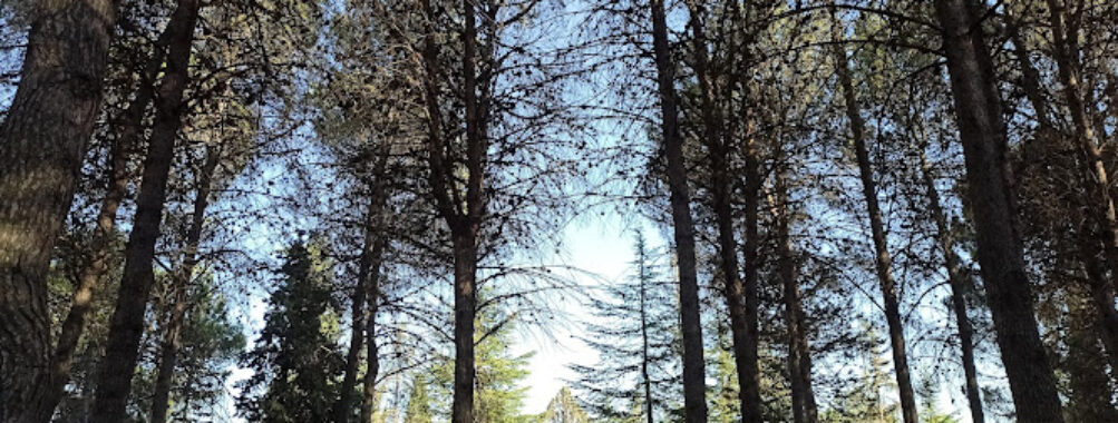 Parc Puigcornet Travel Forum Reviews