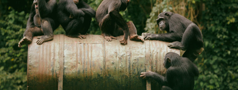 Parc de la Méfou (Ape Action Africa) Travel Forum Reviews