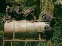 Parc de la Méfou (Ape Action Africa) Travel Forum Reviews