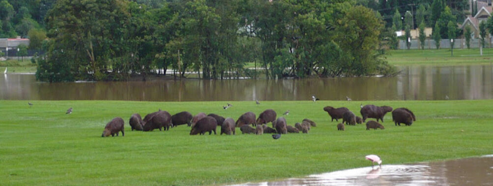Parque Barigui Travel Forum Reviews