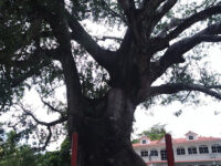 Parque La Ceivita De Cacahuatepeque Travel Forum Reviews