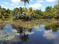 Parque Nacional Ciénaga de Zapata Travel Forum Reviews