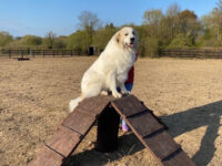 Paws In The Park Chichester Travel Forum Reviews
