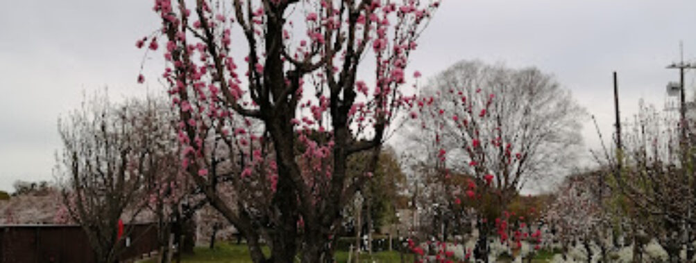 Peach Grove Travel Forum Reviews