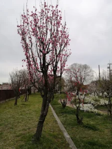 Peach Grove