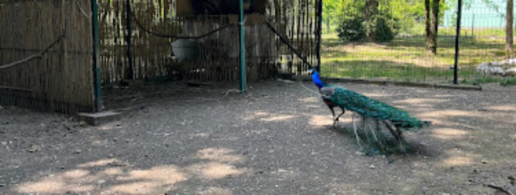Peacocks cage Travel Forum Reviews