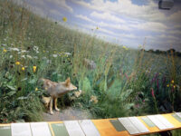 Peggy Notebaert Nature Museum Travel Forum Reviews