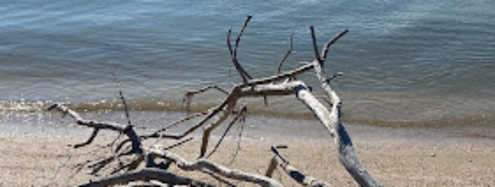 Pelican Island Travel Forum Reviews