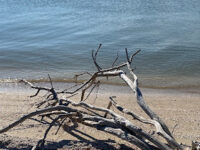 Pelican Island Travel Forum Reviews