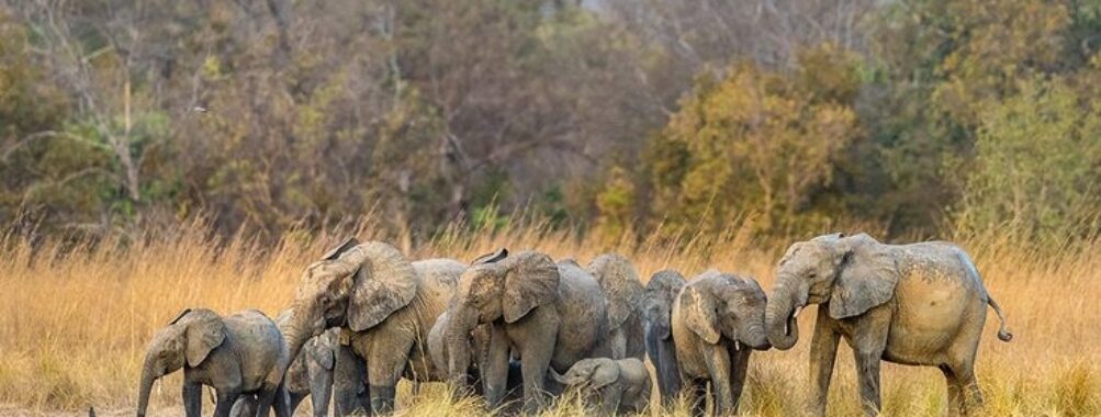 Pendjari National Park Travel Forum Reviews