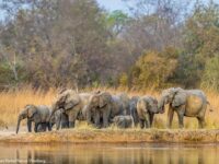 Pendjari National Park Travel Forum Reviews