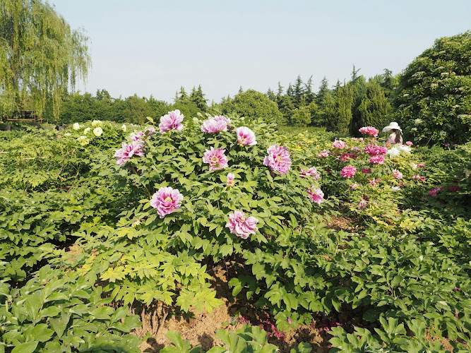 Peony Park