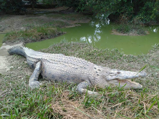 Perlis Snake Park