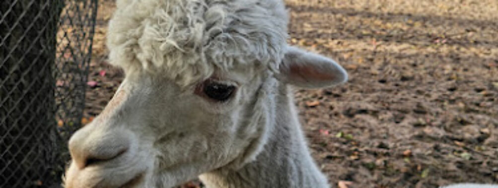 Petting Farm Pape Travel Forum Reviews