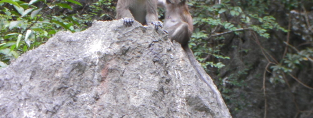 Private Day Trip to Khao Sok with Longtail Boat Tour From Phuket Review