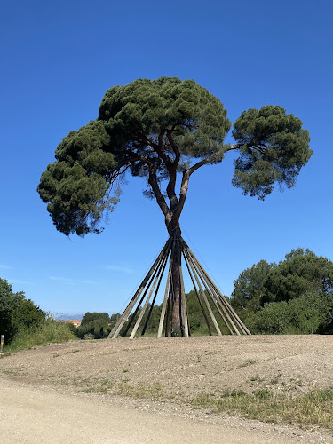 Pi d'en Xandri