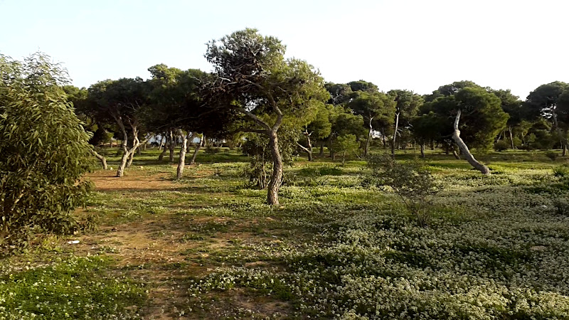 Pinares de Rostrogordo