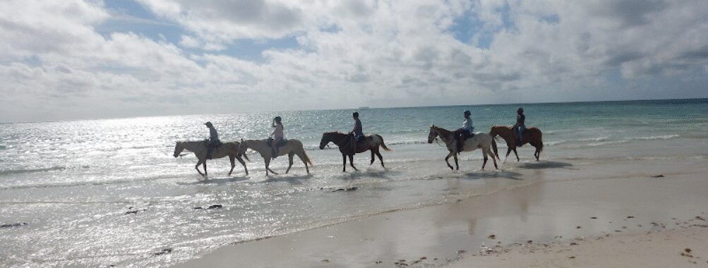 Pinetree Stables Travel Forum Reviews