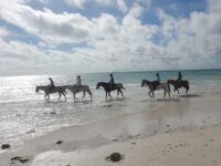 Pinetree Stables Travel Forum Reviews