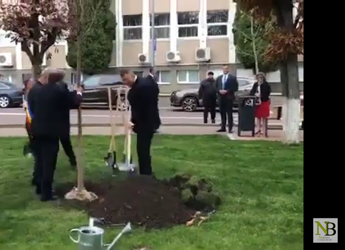 Platanul plantat de președintele României, Klaus Werner Iohannis