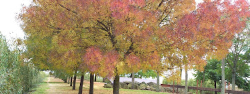 Plateau State Park Travel Forum Reviews