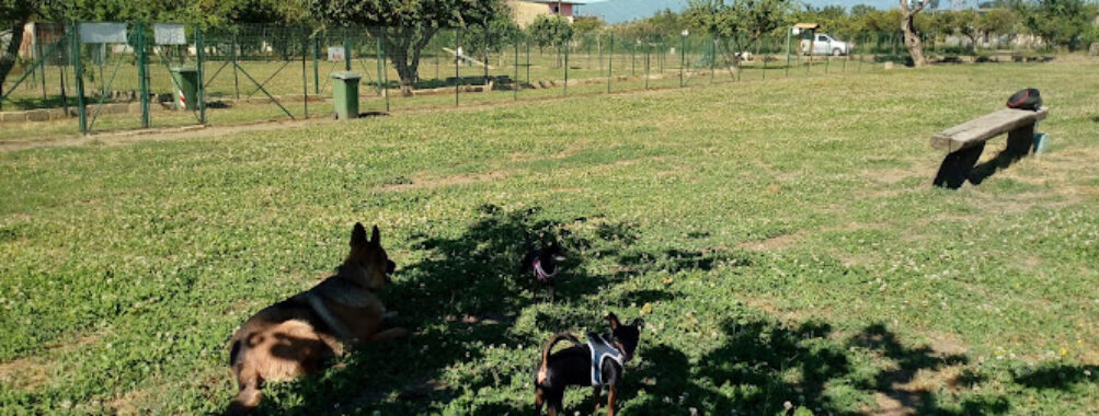 Play Dog Park Travel Forum Reviews