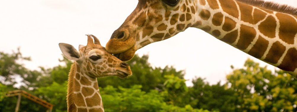 Ponderosa Adventure Park Travel Forum Reviews