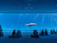 Port Of Nagoya Public Aquarium Travel Forum Reviews