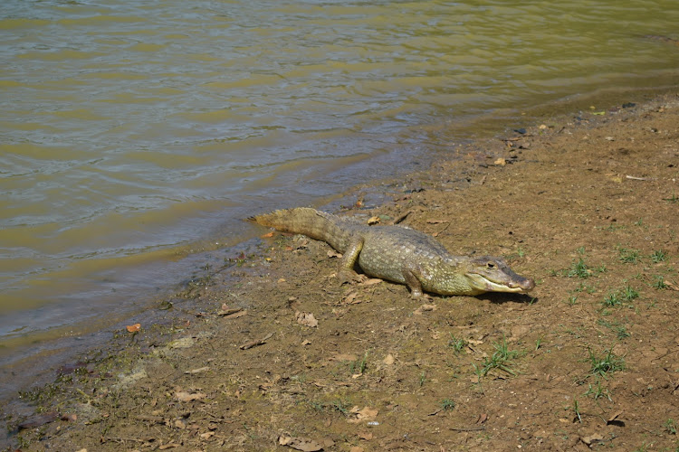 Pueblito Isleño