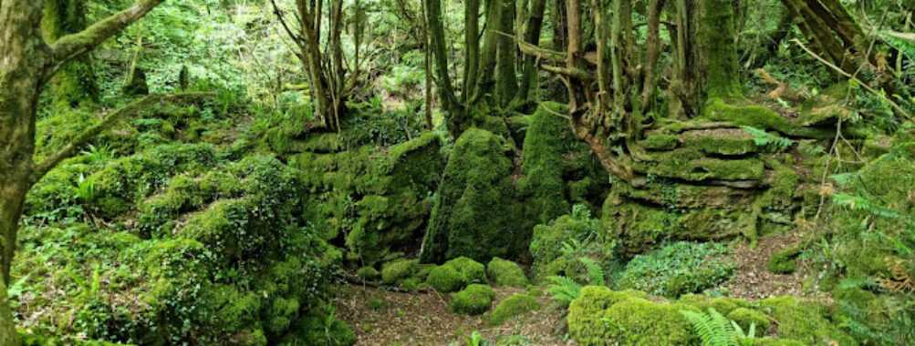 Puzzlewood Travel Forum Reviews