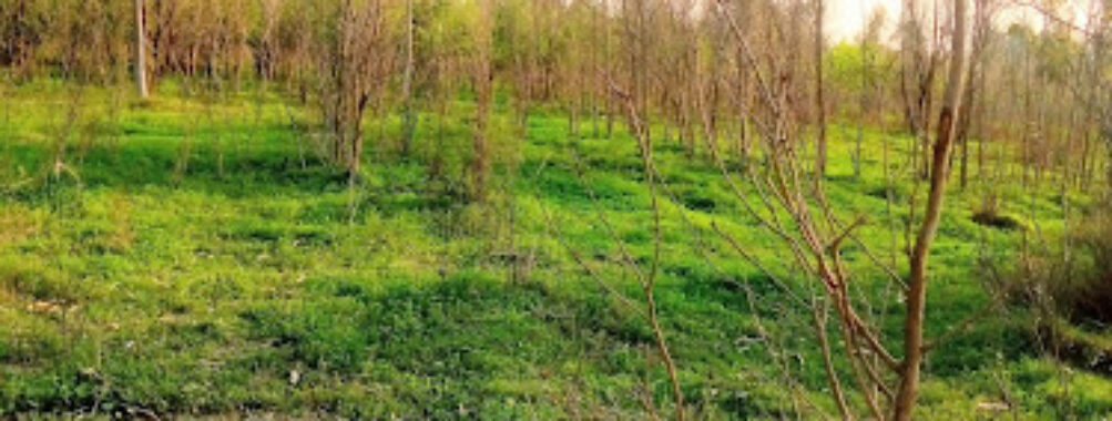 Qadirabad Forest Park Travel Forum Reviews