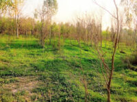 Qadirabad Forest Park Travel Forum Reviews