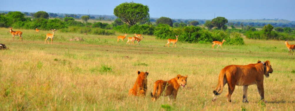 Queen Elizabeth national Park Uganda Travel Forum Reviews