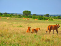 Queen Elizabeth national Park Uganda Travel Forum Reviews