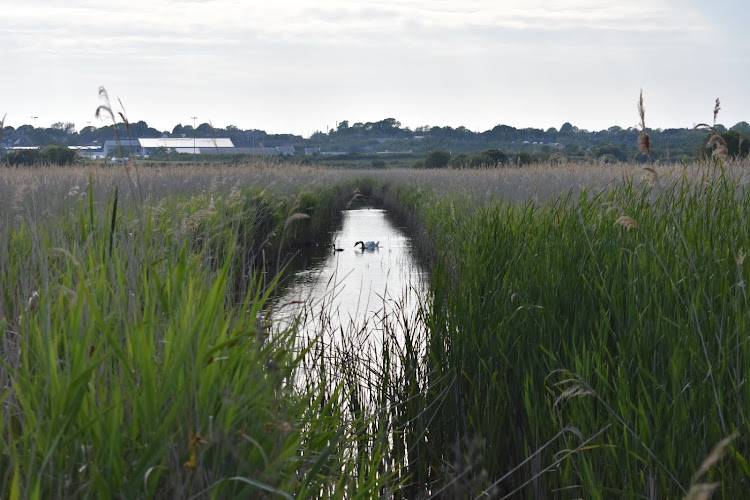 RSPB Lodmoor