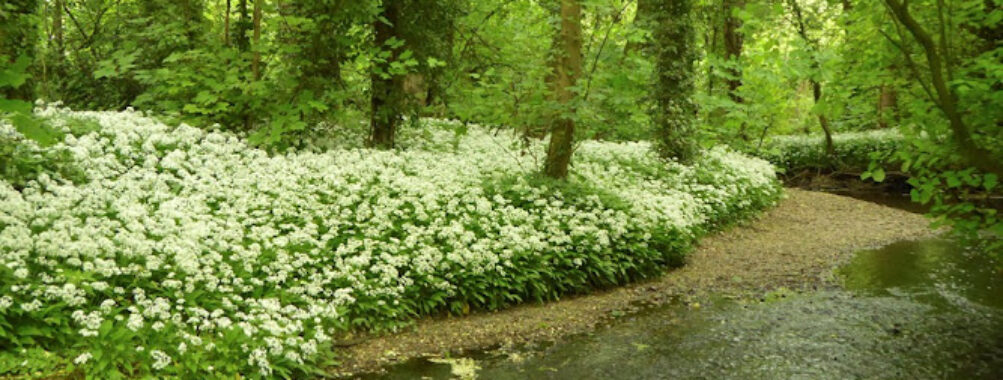RSPB Middleton Lakes Travel Forum Reviews