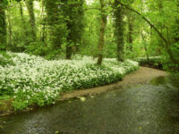 RSPB Middleton Lakes Travel Forum Reviews
