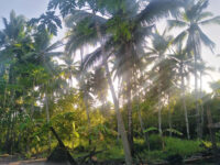Rafael Resort Travel Forum Reviews