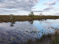 Rainbow Airboat Ride Travel Forum Reviews