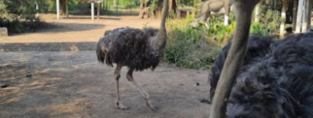 Rana Resort & Safari Park Travel Forum Reviews