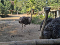Rana Resort & Safari Park Travel Forum Reviews