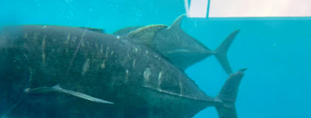 Raro Reef Sub Travel Forum Reviews