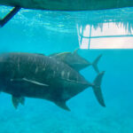 Raro Reef Sub