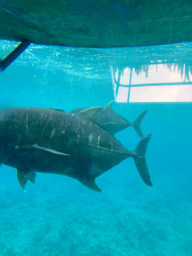 Raro Reef Sub