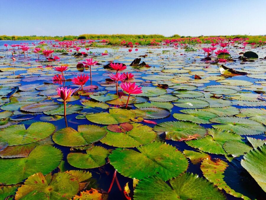 Red Lotus Lake Kumphawapi