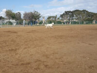 Redondo Beach Dog Park Travel Forum Reviews