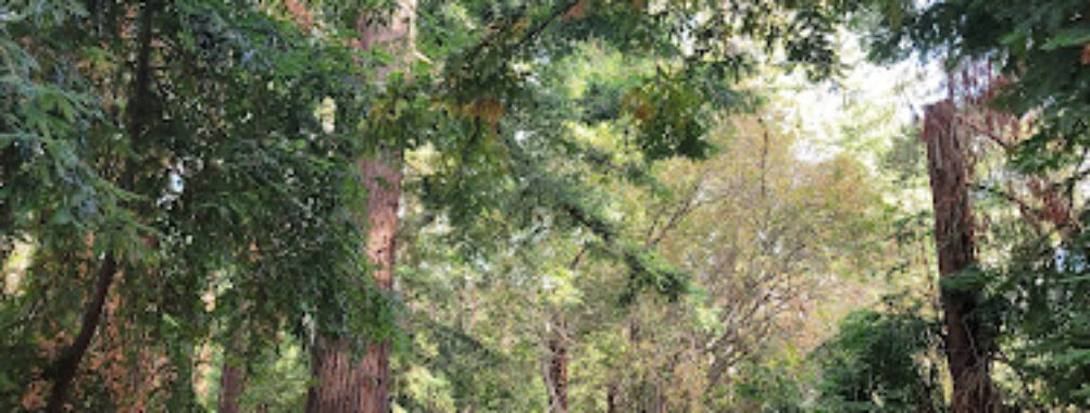Redwood Grove Nature Preserve Travel Forum Reviews