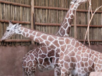 Regenstein African Journey Travel Forum Reviews