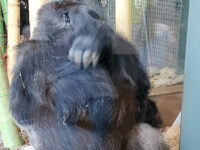 Regenstein Center for African Apes Travel Forum Reviews