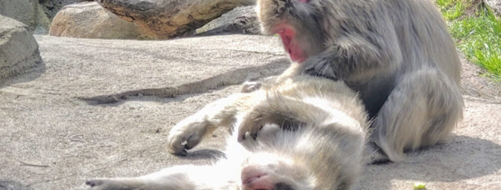 Regenstein Macaque Forest Travel Forum Reviews